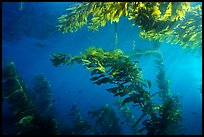Kelp plants under ocean surface, Annacapa Marine reserve. Channel Islands National Park, California, USA.