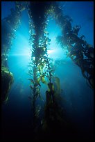 Giant Kelp and sunbeams underwater, Annacapa Marine reserve. Channel Islands National Park, California, USA. (color)