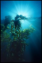 Underwater view of kelp plants with sun rays, Annacapa. Channel Islands National Park ( color)