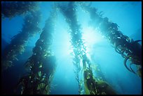 Underwater kelp bed, Annacapa Island State Marine reserve. Channel Islands National Park ( color)