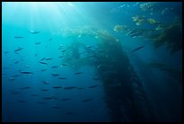 Giant kelp forest, fish, and sunrays underwater. Channel Islands National Park ( color)
