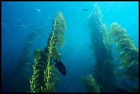 Kelp plants with pneumatocysts (air bladders). Channel Islands National Park ( color)