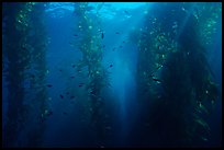 Giant Kelp underwater forest. Channel Islands National Park, California, USA. (color)