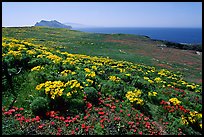Giant Coreopsis, wildflowers, and Anacapa islands. Channel Islands National Park, California, USA.