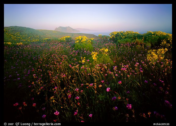 Spring wildflowers and mist, early morning, Anacapa Island. Channel Islands National Park (color)