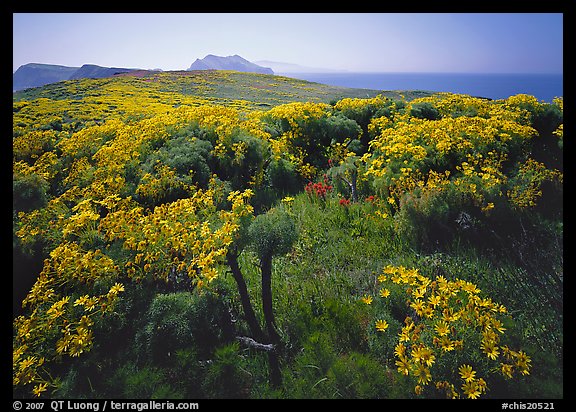 Coreopsis in bloom and Paintbrush in  spring, Anacapa Island. Channel Islands National Park, California, USA.