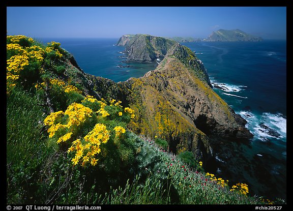 Coreopsis and chain of islands, Inspiration Point, Anacapa Island. Channel Islands National Park, California, USA.