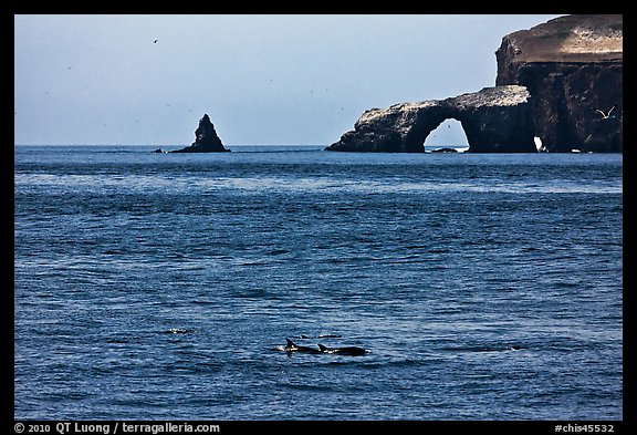 Dolphins and Arch Rock. Channel Islands National Park, California, USA.