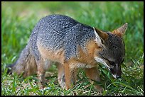 Critically endangered Coast Fox (Channel Islands Fox), Santa Cruz Island. Channel Islands National Park, California, USA.