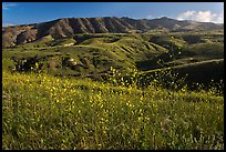 Mustard in bloom and interior hills, Santa Cruz Island. Channel Islands National Park, California, USA. (color)