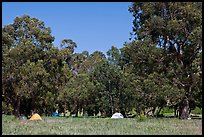 Campground in Scorpion Canyon, Santa Cruz Island. Channel Islands National Park, California, USA.