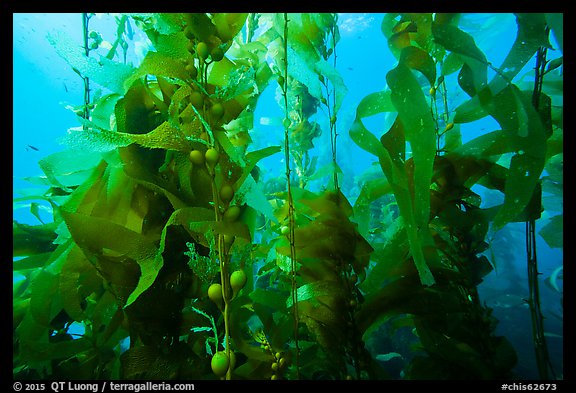 Kelp fronds and pneumatocysts, Santa Barbara Island. Channel Islands National Park, California, USA.
