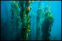 Underwater forest of giant kelp, Santa Barbara Island. Channel Islands National Park, California, USA.