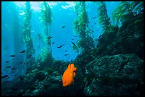 Garibaldi fish, rocky reef, and kelp, Santa Barbara Island. Channel Islands National Park, California, USA.