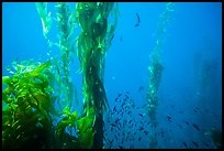 Kelp fronds and school of fish, Santa Barbara Island. Channel Islands National Park, California, USA.