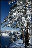 Trees framing  lake in winter. Crater Lake National Park ( color)