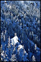 Pine forest on slope in winter. Crater Lake National Park, Oregon, USA. (color)