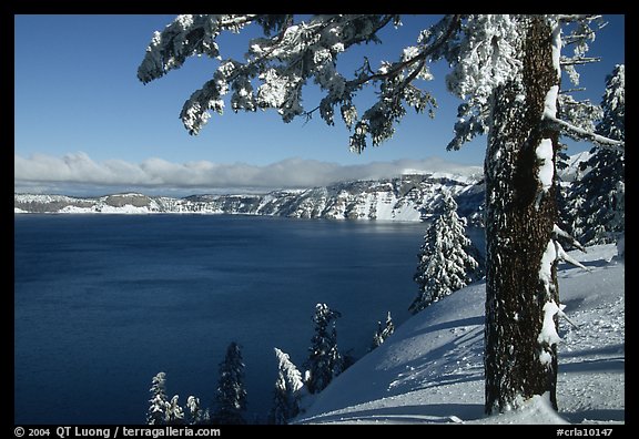 Pine tree with fresh snow on  lake rim. Crater Lake National Park (color)