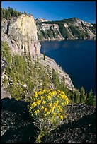 Sage flower and cliff. Crater Lake National Park ( color)