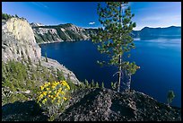 Flowers, cliff, and lake. Crater Lake National Park, Oregon, USA.