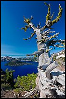 Whitebark pine tree and lake. Crater Lake National Park, Oregon, USA. (color)