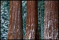Three Sequoias trunks in Grant Grove, winter. Kings Canyon National Park, California, USA. (color)