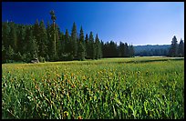 Indian Basin Meadow, summer afternoon. Giant Sequoia National Monument, Sequoia National Forest, California, USA ( color)