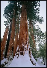 Giant Sequoia trees in winter, Grant Grove. Kings Canyon  National Park ( color)