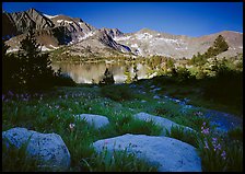 Woods lake and wildflowers, morning. Kings Canyon  National Park ( color)