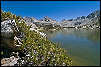 Wood stump and lake, Lower Dusy Basin. Kings Canyon National Park, California, USA. (color)