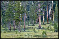 Pine trees in Big Pete Meadow, Le Conte Canyon. Kings Canyon National Park, California, USA.