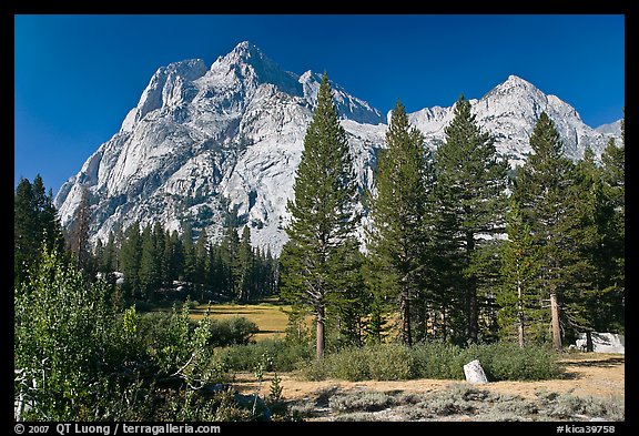 Langille Peak and pine trees, Big Pete Meadow, Le Conte Canyon. Kings Canyon National Park, California, USA.