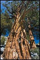 Pine tree, Le Conte Canyon. Kings Canyon National Park, California, USA.