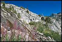 Fireweed and cliffs with waterfall. Kings Canyon National Park, California, USA.
