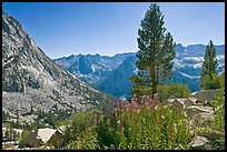 Fireweed and pine trees above Le Conte Canyon. Kings Canyon National Park, California, USA. (color)