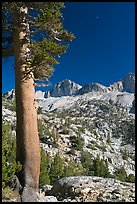 Pine tree, Mt Giraud chain, and moon, afternoon. Kings Canyon National Park, California, USA.