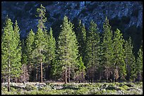 Pine trees and cliff in shade, Cedar Grove. Kings Canyon National Park, California, USA.