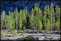 Meadow, lodgepole pines, and cliff early morning. Kings Canyon National Park, California, USA.