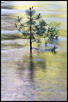 Pine sappling in middle of river. Kings Canyon National Park, California, USA.