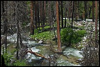 Streams in forest in the spring, Cedar Grove. Kings Canyon National Park, California, USA.