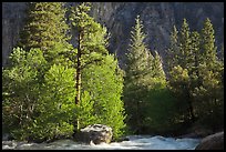 Stream and pine trees in spring. Kings Canyon National Park, California, USA.