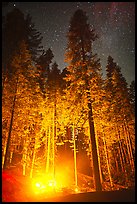 Fire amongst the sequoias, and starry sky. Kings Canyon National Park, California, USA.