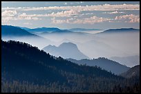 Distant sequoia forest and ridges. Kings Canyon National Park, California, USA. (color)