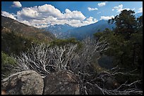 Manzanita branches and Cedar Grove Valley. Kings Canyon National Park, California, USA. (color)