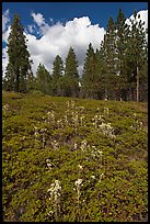 Wildflowers and pine forest. Kings Canyon National Park, California, USA. (color)