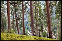 Pine trees, Lewis Creek. Kings Canyon National Park, California, USA. (color)