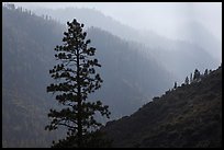 Silhouetted tree and canyon ridges. Kings Canyon National Park, California, USA. (color)