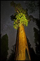 General Grant tree under starry skies. Kings Canyon National Park, California, USA. (color)