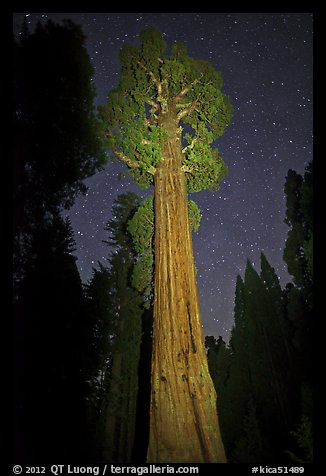 General Grant tree and night sky. Kings Canyon National Park, California, USA.