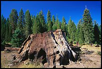 Big sequoia stump,  Giant Sequoia National Monument near Kings Canyon National Park. California, USA (color)